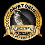 Sergio / Marcos - @criatorio_dois_irmaos_cdi - Instagram