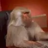 Sergio Roura Nara411 - @elqueso87 - TikTok