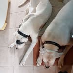 Sergio Roy - @sergiuchoman - Instagram