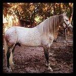 Sergio Virgen - @virgensergio - Instagram