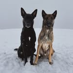 Seth & Ash 🐺 - @sethmalinois - Instagram