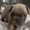 Seth the main pup - @seth_bach - TikTok