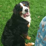 Seth - @seth_berner_mountain_dog - Instagram