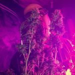 Seth Burnett - @daddy__dabz - Instagram