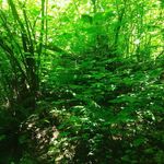 Seth Burris - @melonman196 - Instagram