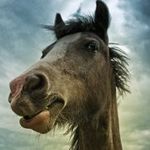 Seth Burrows - @horseportraitmusic - Instagram