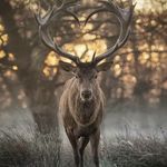Seth Carlisle - @carlisle_northh - Instagram