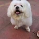 cherrians...🐶💕💫 - @cherry_seth_95 - Instagram