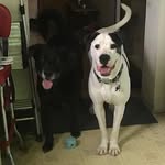 Seth Coen - @nodogbutdog - Instagram