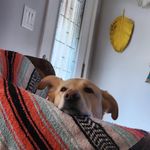 Seth Cornell - @sethcornell1 - Instagram