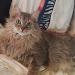 Seth Crowley Ruby Abaddon - @queenmeow_seth - Instagram