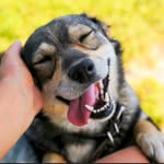 Seth Currie - @petsresources - Instagram