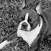 Seth Ervin Boston Terrier - Facebook