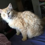 Seth Evans - @cat_lover530 - Instagram