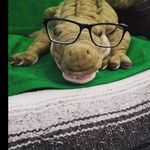 Seth Eli Falcon - @sethward48 - Instagram