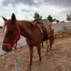 5F Seth Flowers - @5f.horse.training - TikTok