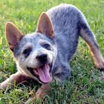 seth hemphill - @blue42puppy - Instagram