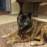 Seth Herbert - @akitabearsandwolves - Instagram
