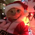 Seth Herrera - @gatopanader0 - Instagram