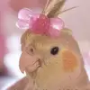 Stephhershey - @stephhershey8 - TikTok
