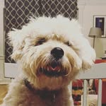 Seth Hiatt - @blueberrymoondog - Instagram