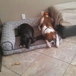 Seth hillman - @tucker_and_cleo - Instagram
