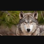 Seth Hufford - @tiggerlover3.0 - Instagram