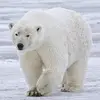sethmcquiveypolar - @seth.mcquivey.pol - TikTok