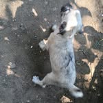 Seth Jr Juarez - @chester_is_midas - Instagram