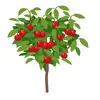 Baum_Kirsche - @baum_kirsche - TikTok