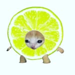 Seth Kohrs - @tinytuxidoboy - Instagram