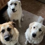 Seth Kozak - @kozakseth - Instagram