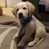Golden retriever - @seth.lacey - TikTok