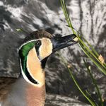 Seth Lane - @lane_wildlife_artistry - Instagram