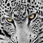 Seth Lightner - Facebook