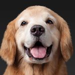 Seth Lynch - @loving_dogs_star - Instagram
