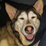 Seth McClelland - @dopey_dog_seth - Instagram
