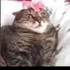 Seth Olsen  - @seth__awesome - TikTok