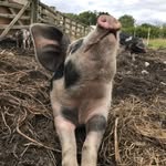 Seth Osborne - @swosbornemeats - Instagram