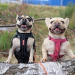 Seth and Penny Roberts - @simple_life_of_seth_and_penny - Instagram