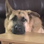Seth Pray - @jaxon_doggi - Instagram