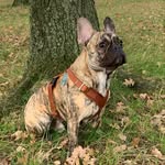 🐾ready_seth_go🐾 - @ready_seth_frenchie - Instagram