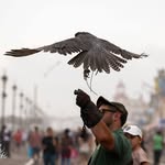 Seth Rowe - @nysfalconer88 - Instagram