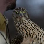 Seth Roy - @northmountaingoshawks - Instagram
