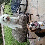 Seth Ruby - @mr_polarbear_andcaesar - Instagram