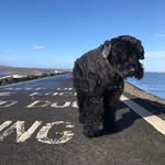 Seth - @seth_russian_black_terrier - Instagram