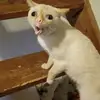 seth.salazar.79 - @seth.salazar.79 - TikTok