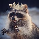 Seef (Seth Sears) - @simpseptimus - Instagram