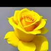 shade Seth - @shade.seth - TikTok