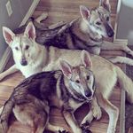 Seth Shoemaker - @adopted_by_wolves - Instagram